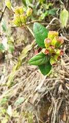 Macleania cordifolia