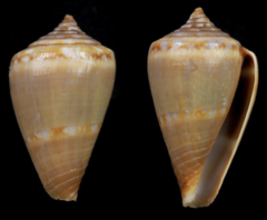 Conus antoniomonteiroi