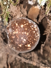 Xanthoconium affine maculosus