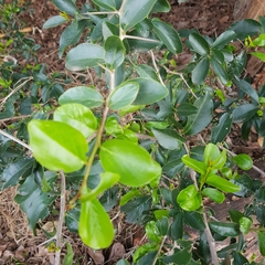 Dovyalis caffra