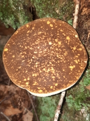 Xanthoconium affine maculosus