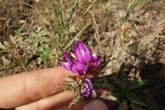 Astragalus davuricus