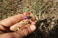 Astragalus davuricus