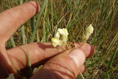Linaria buriatica