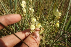 Linaria buriatica
