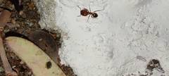 Pheidole pallidula