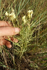 Linaria buriatica