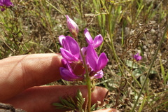 Astragalus davuricus