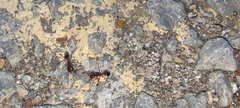 Pheidole pallidula
