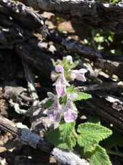 Stachys bolusii