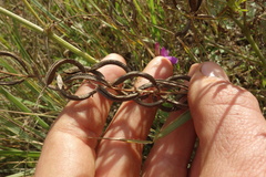 Astragalus davuricus