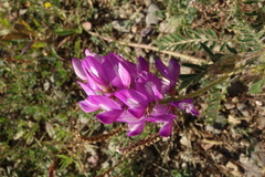 Astragalus davuricus