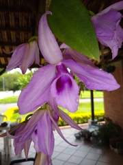 Dendrobium anosmum