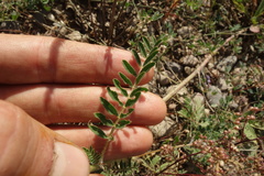 Astragalus davuricus