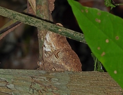 Selenophanes cassiope