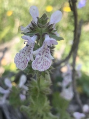 Stachys bolusii