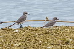 Charadrius leschenaultii