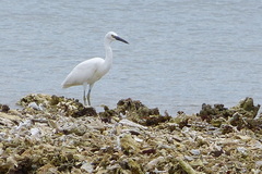 Egretta sacra