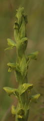 Habenaria laevigata