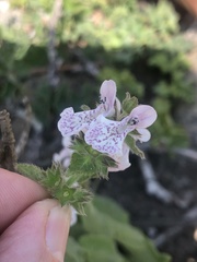 Stachys bolusii