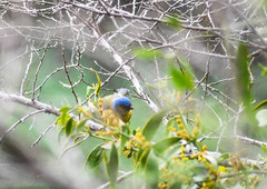 Phoradendron nervosum