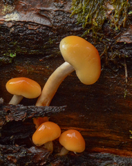 Pyrrhulomyces astragalinus