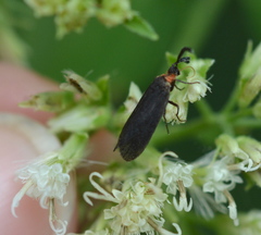 Acoloithus falsarius
