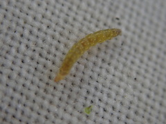 Bucculatrix bechsteinella