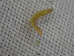 Bucculatrix bechsteinella