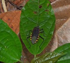 Laminiceps megaera