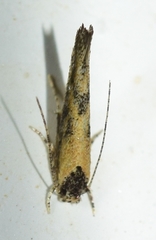 Zelleria oleastrella