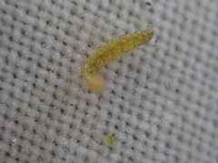 Bucculatrix bechsteinella