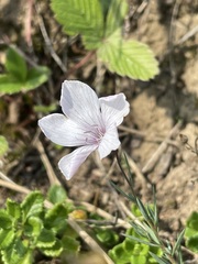 Linum tenuifolium