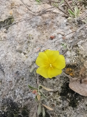 Crocanthemum glomeratum