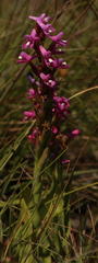 Disa stachyoides