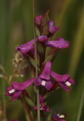 Disa stachyoides