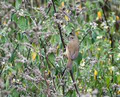 Sporophila nigricollis