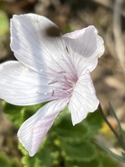 Linum tenuifolium