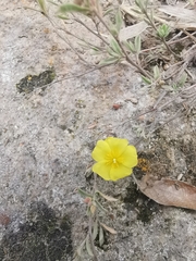 Crocanthemum glomeratum