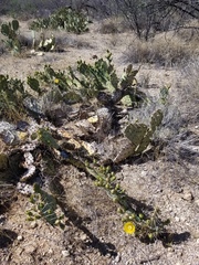 Opuntia confusa