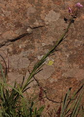 Heliophila rigidiuscula