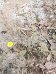 Crocanthemum glomeratum