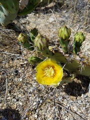 Opuntia confusa