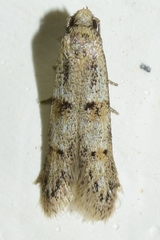 Symmocoides