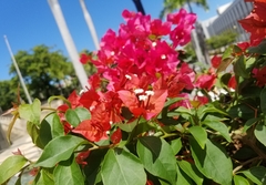 Bougainvillea