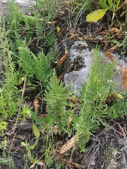 Mildella intramarginalis