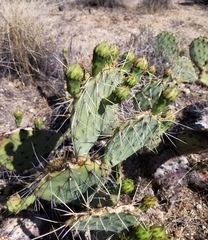 Opuntia confusa
