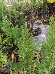 Mildella intramarginalis