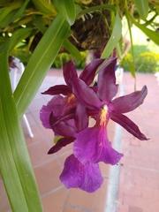 Miltonia moreliana