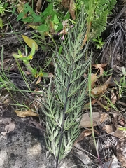 Mildella intramarginalis